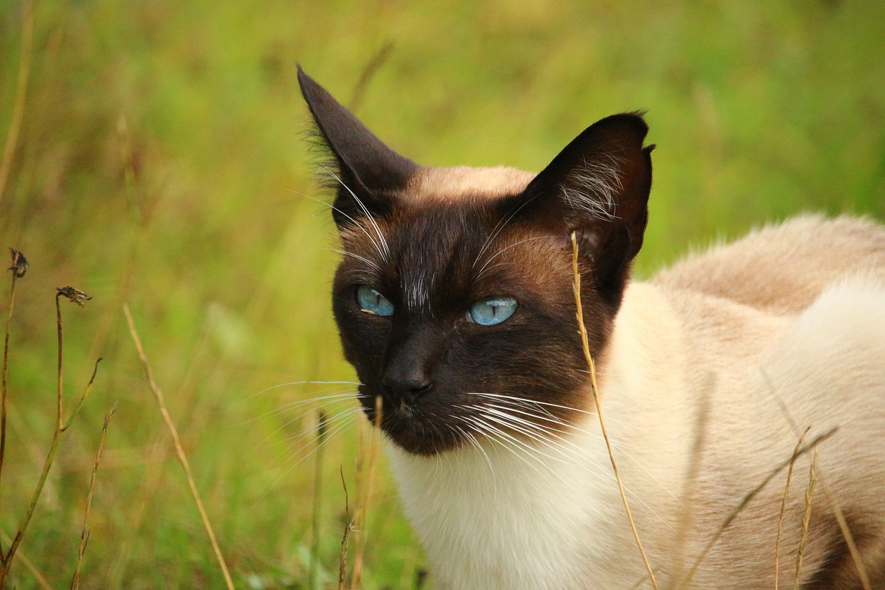 Understanding the Friendly Nature of the Siamese